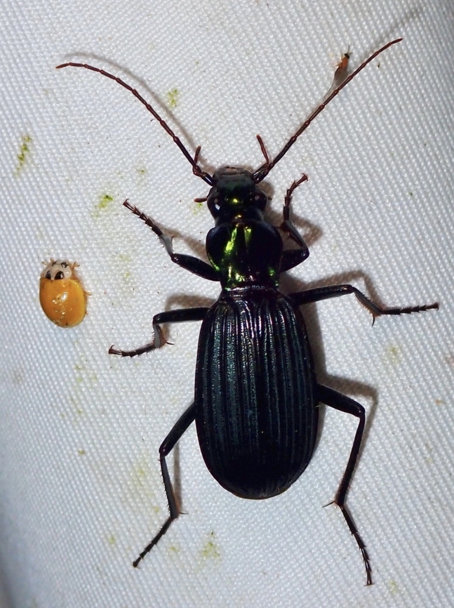 Ground Beetle - Chlaenius sabahensis  Beetle,Chlaenius sabahensis,Ground Beetle,Malaysia,Sabah