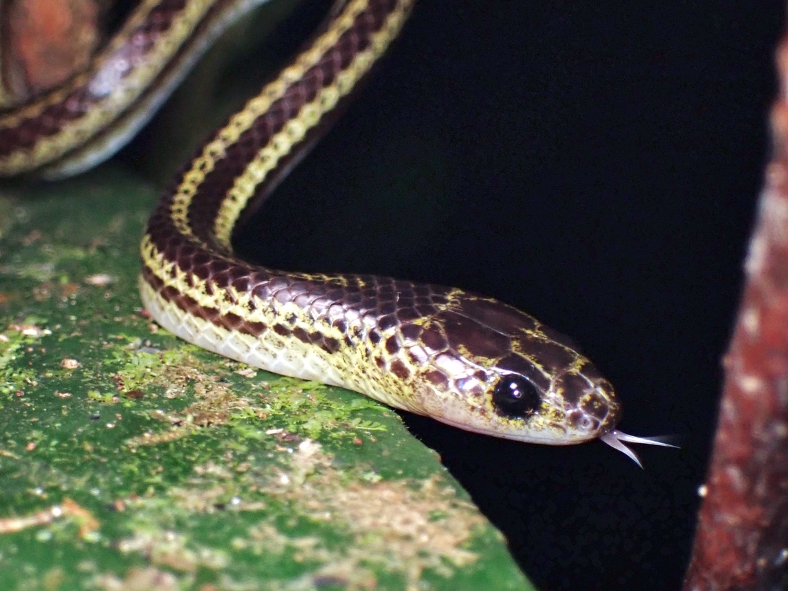 Striped Dwarf Treesnake - Lycodon tristrigatus  Lycodon tristrigatus,Malaysia,Sabah,Snake,Striped Dwarf Treesnake,Treesnake