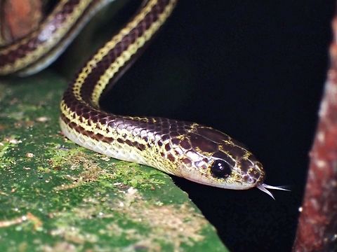 Three-banded bridled snake