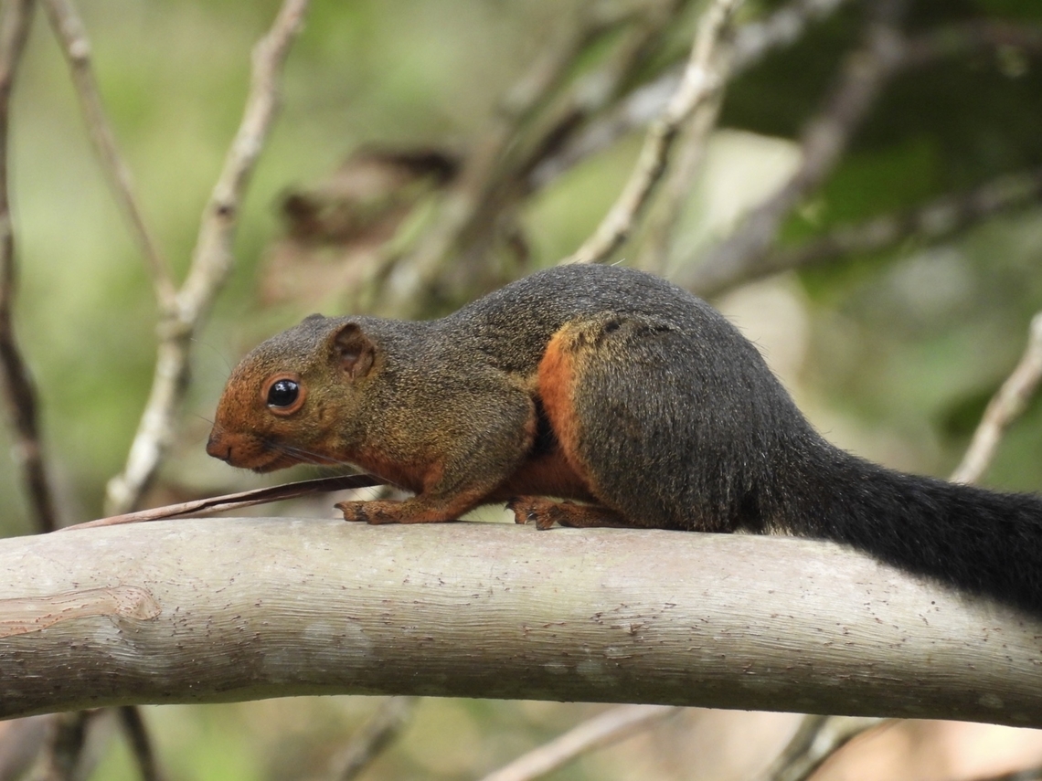 Kinabalu Squirrel - Callosciurus baluensis This squirrel is named after Mt. Kinabalu and is endemic to the highland forest of East Malaysia. Callosciurus baluensis,Kinabalu Squirrel,Malaysia,Sabah,Squirrel
