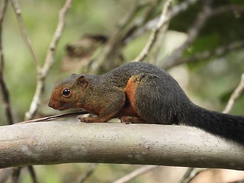 Kinabalu Squirrel - Callosciurus baluensis This squirrel is named after Mt. Kinabalu and is endemic to the highland forest of East Malaysia. Callosciurus baluensis,Kinabalu Squirrel,Malaysia,Sabah,Squirrel