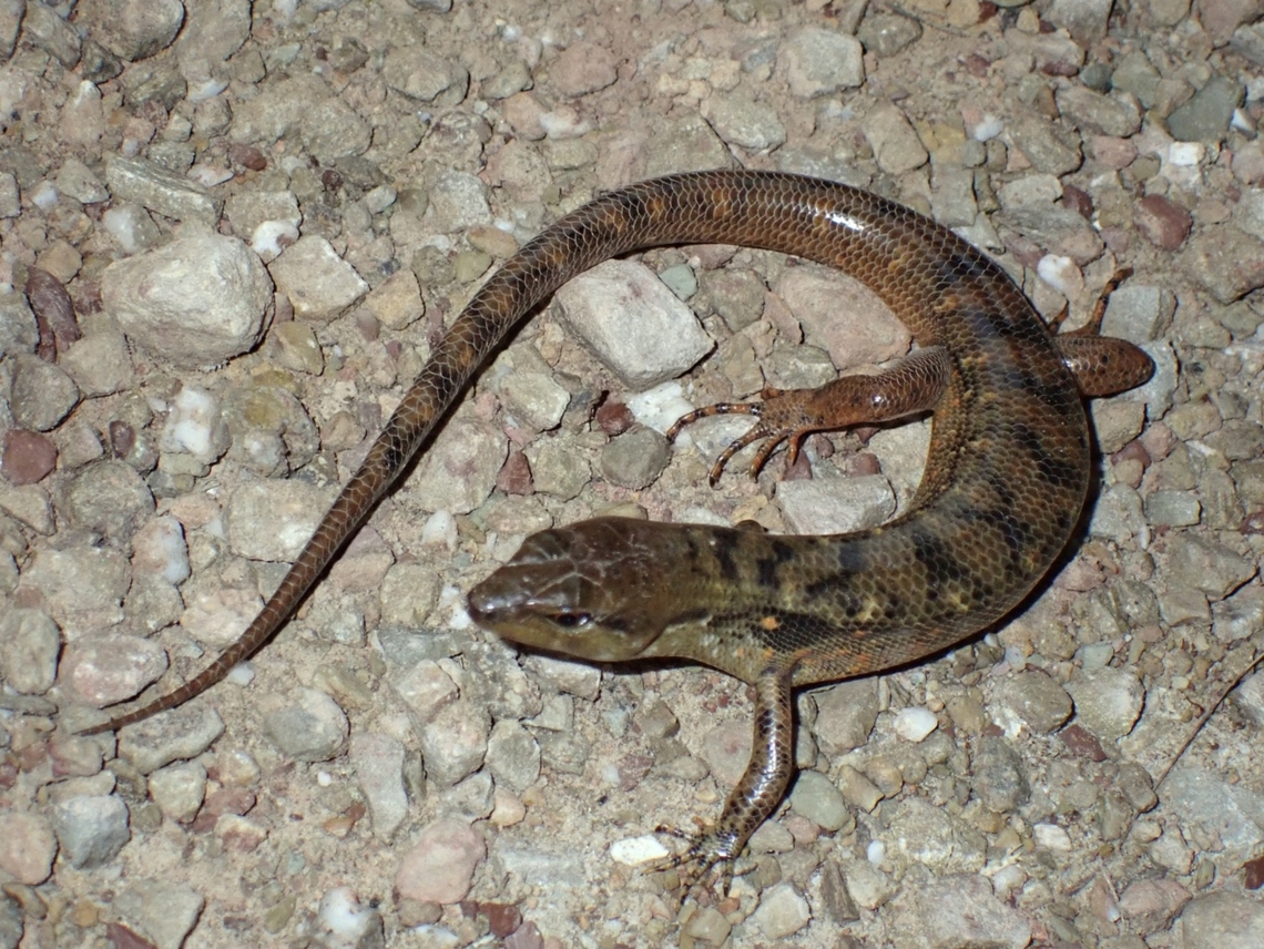 Keeled Skink - Tropidophorus beccarii  Keeled Skink,Malaysia,Sabah,Skink,Tropidophorus beccarii