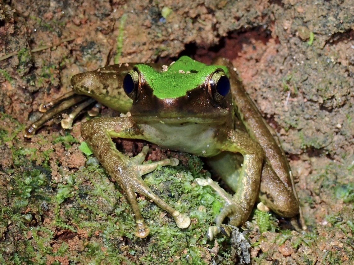 Poisonous Rock Frog - Odorrana hosii  Frog,Malaysia,Odorrana hosii,Pahang,Poisonous Rock Frog,Rock Frog