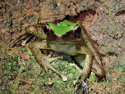 Poisonous Rock Frog - Odorrana hosii  Frog,Malaysia,Odorrana hosii,Pahang,Poisonous Rock Frog,Rock Frog