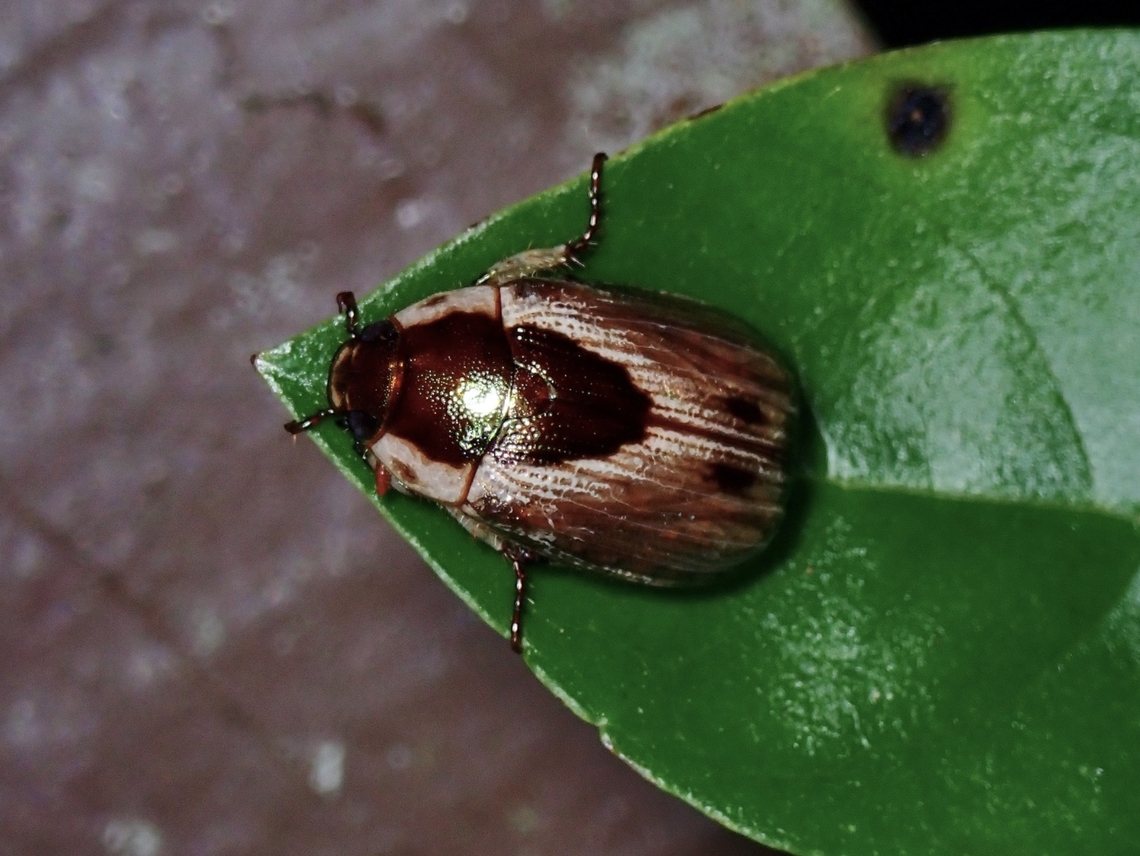 Shining Leaf Chafer - Mimela discoidea  Beetle,Leaf Chafer,Malaysia,Mimela discoidea,Pahang,Shining Leaf Chafer