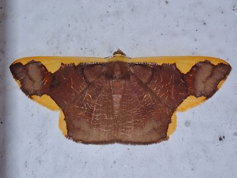 Moth - Plutodes costatus  Malaysia,Moth,Pahang,Plutodes costatus