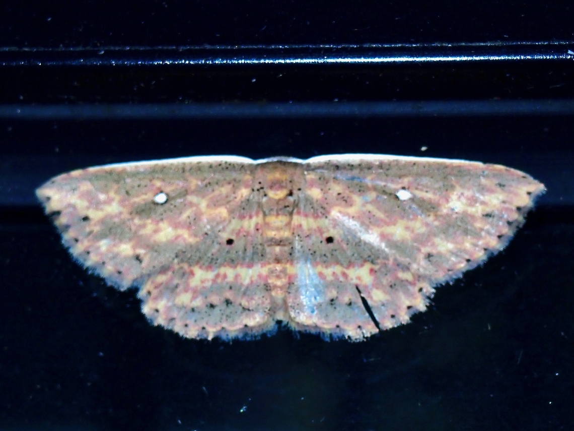 Moth - Hyposada fasciosa  Hyposada fasciosa,Malaysia,Moth,Pahang