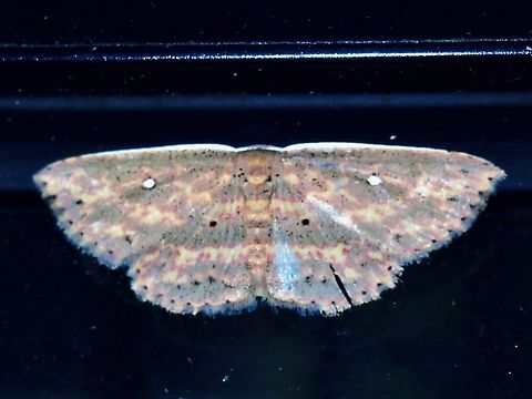 Moth - Hyposada fasciosa  Hyposada fasciosa,Malaysia,Moth,Pahang