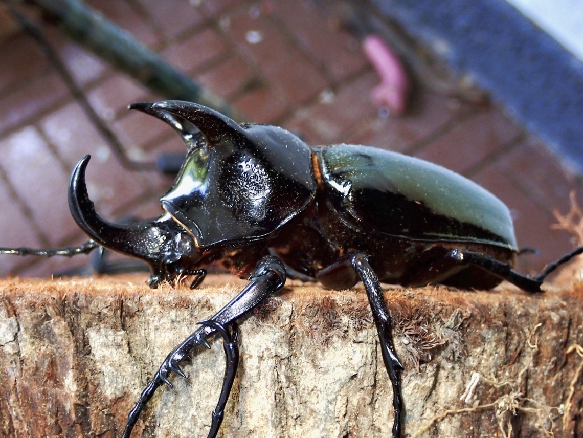 Atlas Beetle - Chalcosoma chiron kirbyi Sub-species kirbyi Atlas Beetle,Beetle,Caucasus beetle,Chalcosoma chiron,Chalcosoma chiron kirbyi,Malaysia,Pahang