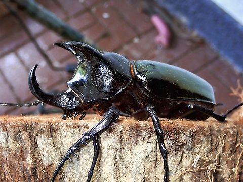 Atlas Beetle - Chalcosoma chiron kirbyi Sub-species kirbyi Atlas Beetle,Beetle,Caucasus beetle,Chalcosoma chiron,Chalcosoma chiron kirbyi,Malaysia,Pahang