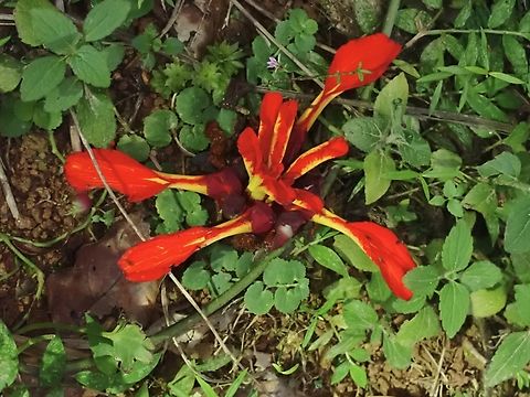 Ginger - Etlingera punicea  Etlingera punicea,Flower,Ginger,Malaysia,Pahang