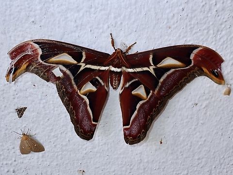 Archaeoattacus malayanus