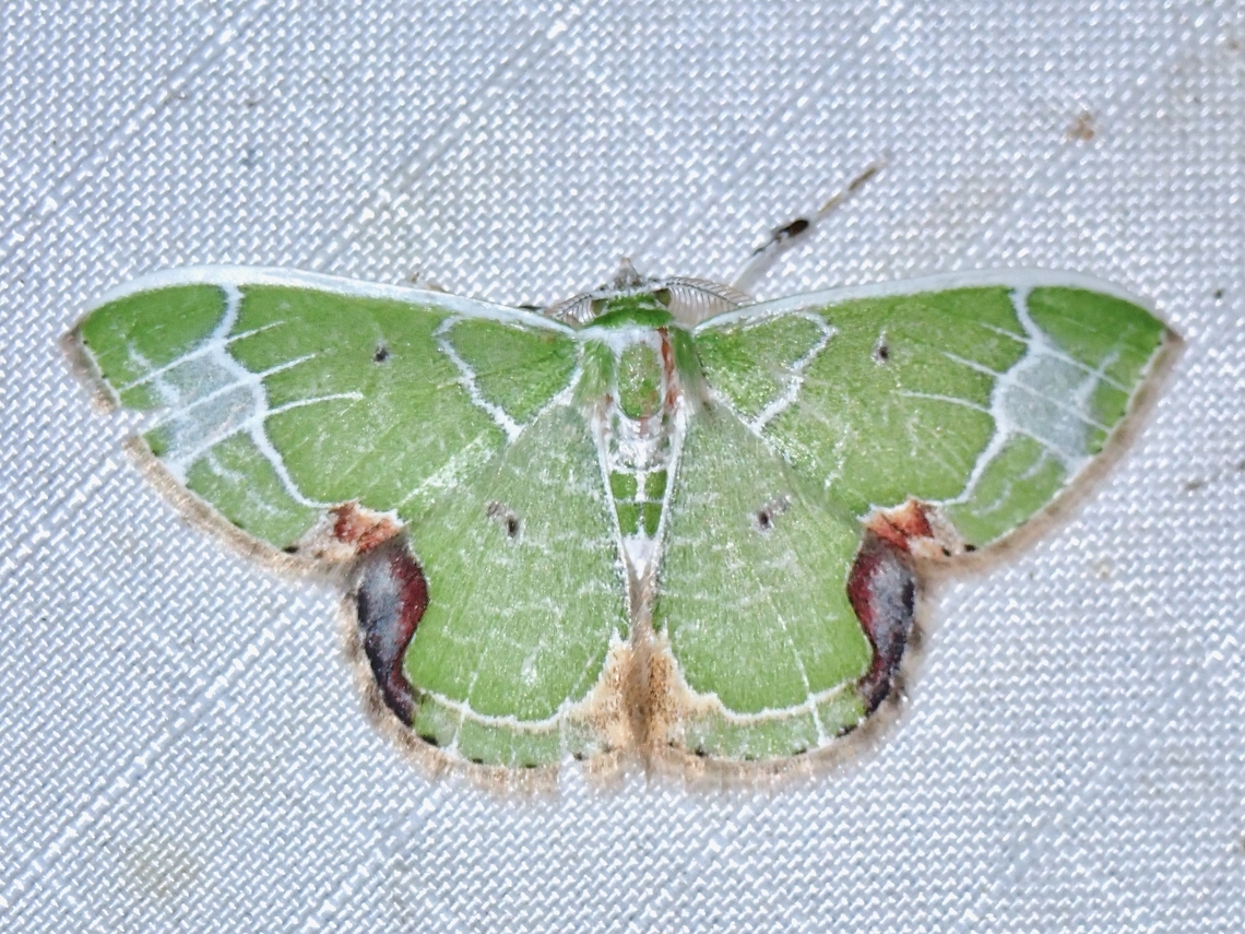 Emerald Moth - Comibaena albimarginata  Comibaena albimarginata,Emerald Moth,Malaysia,Moth,Pahang
