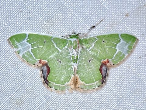 Emerald Moth - Comibaena albimarginata  Comibaena albimarginata,Emerald Moth,Malaysia,Moth,Pahang