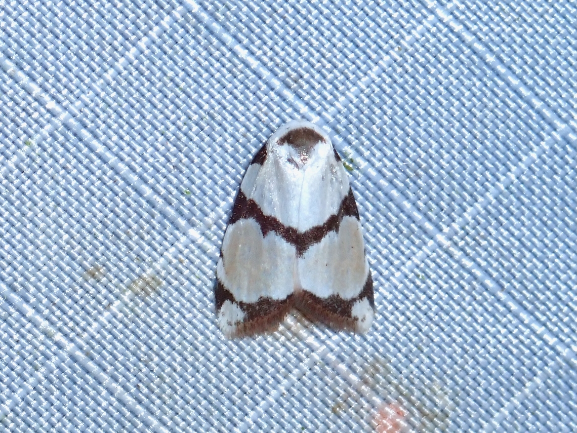 Lichen Moth - Garudinistis cumcuneusa  Garudinistis cumcuneusa,Lichen Moth,Malaysia,Moth,Pahang