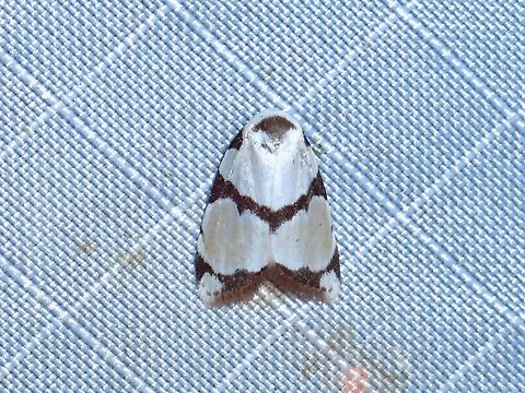 Garudinistis cumcuneusa