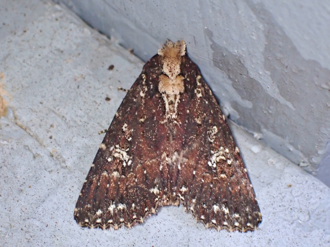 Moth - Condica albigutta  Condica albigutta,Malaysia,Moth,Pahang