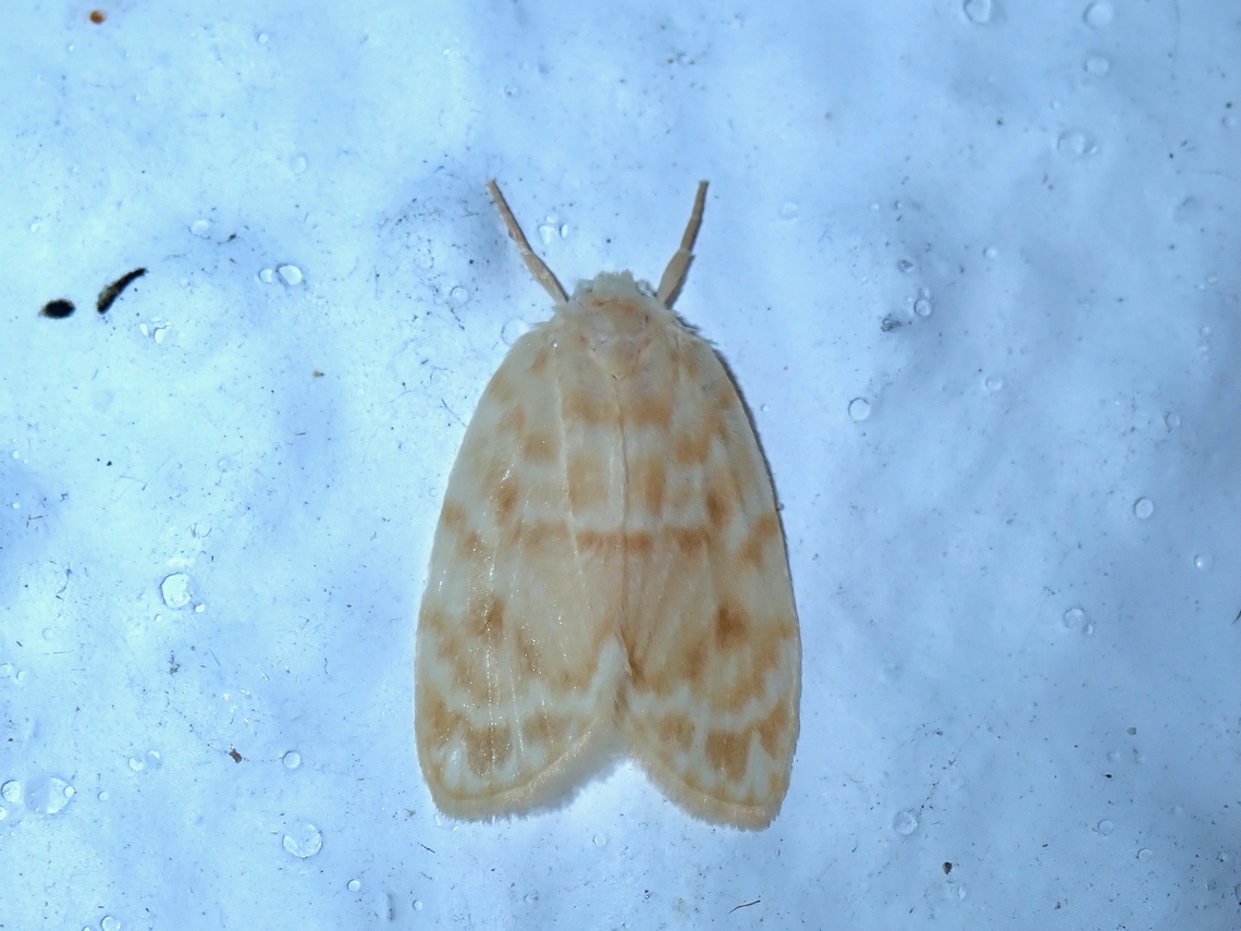 Lichen Moth -Schistophleps fulvioides  Lichen Moth,Malaysia,Moth,Pahang,Schistophleps fulvioides