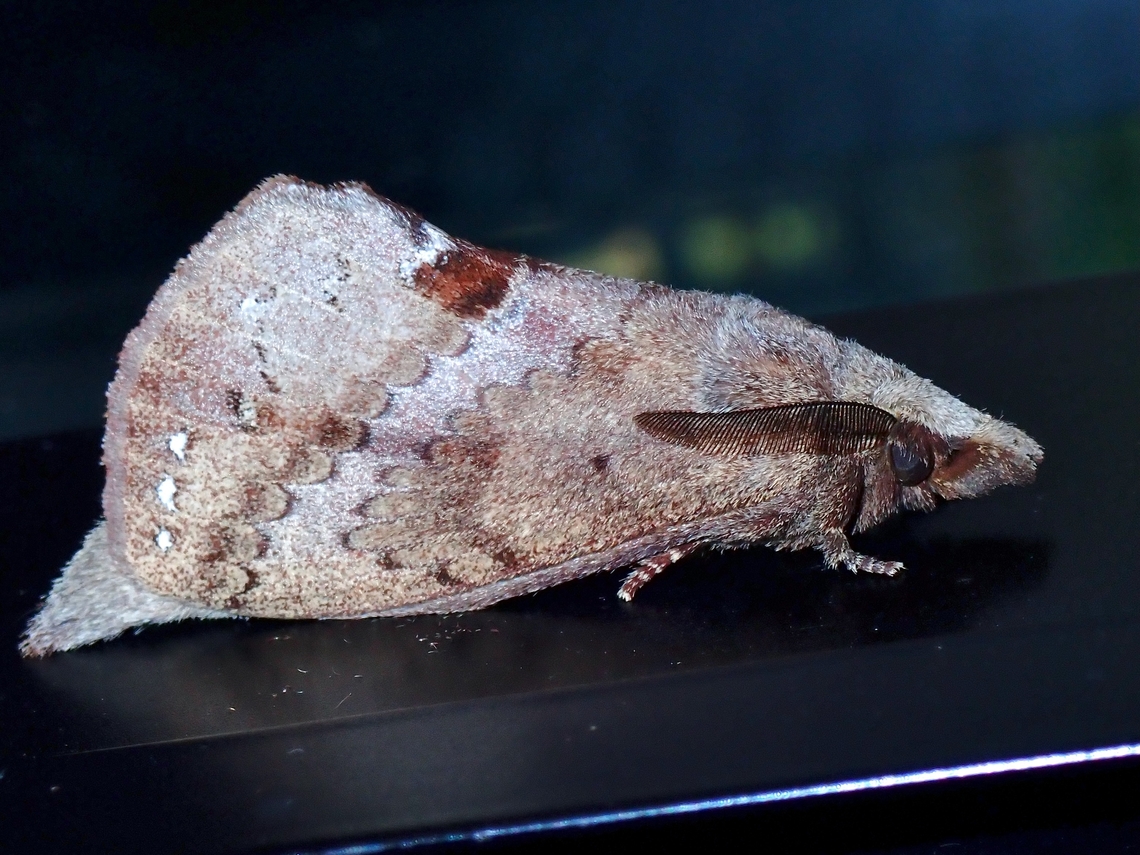 Lappet Moth - Lajonquierea poeciloptera  Lajonquierea poeciloptera,Lappet Moth,Malaysia,Moth,Pahang