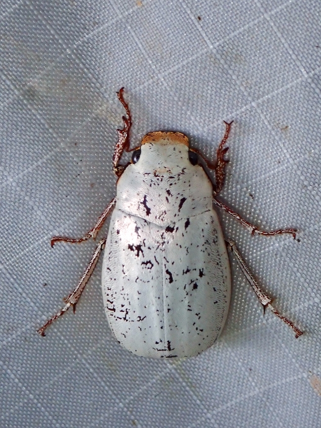 June Beetle - Cyphochilus rohingyae  Beetle,Cyphochilus rohingyae,June Beetle,Malaysia,Pahang