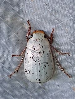 June Beetle - Cyphochilus rohingyae  Beetle,Cyphochilus rohingyae,June Beetle,Malaysia,Pahang