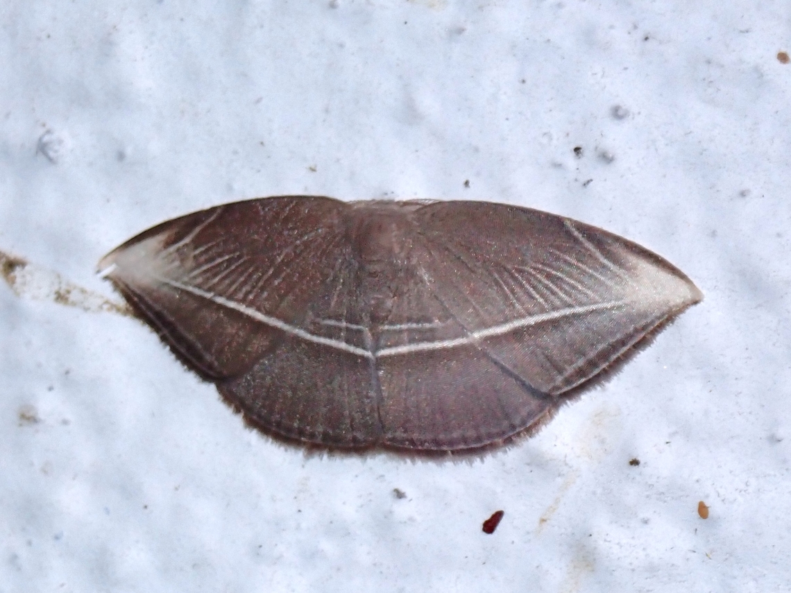 Hooktip Moth - Microblepsis leucosticta  Hooktip Moth,Malaysia,Microblepsis leucosticta,Moth,Pahang