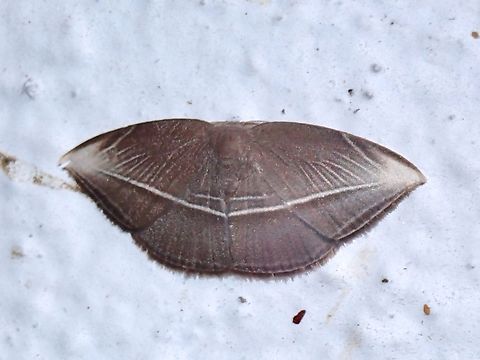 Hooktip Moth - Microblepsis leucosticta Hooktip Moth,Malaysia,Microblepsis leucosticta,Moth,Pahang