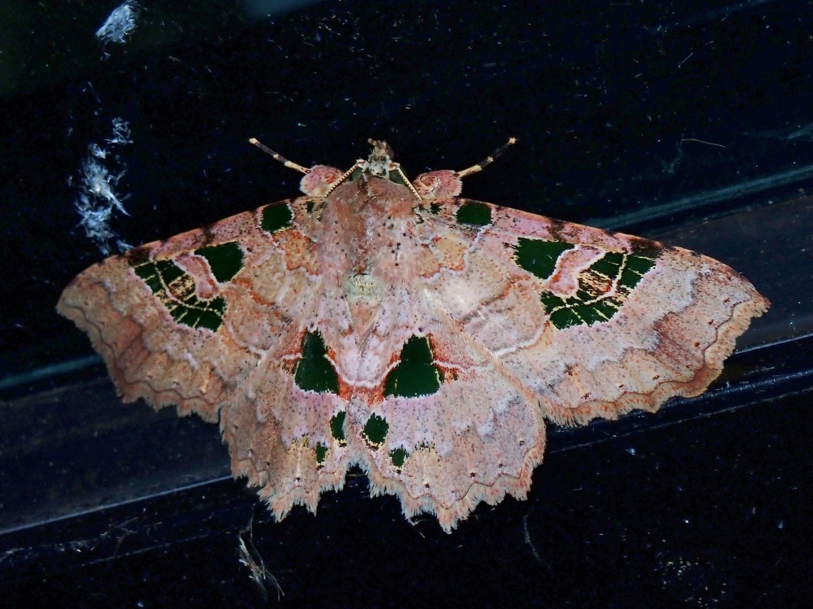 Moth - Tamba delicata  Malaysia,Moth,Pahang,Tamba delicata