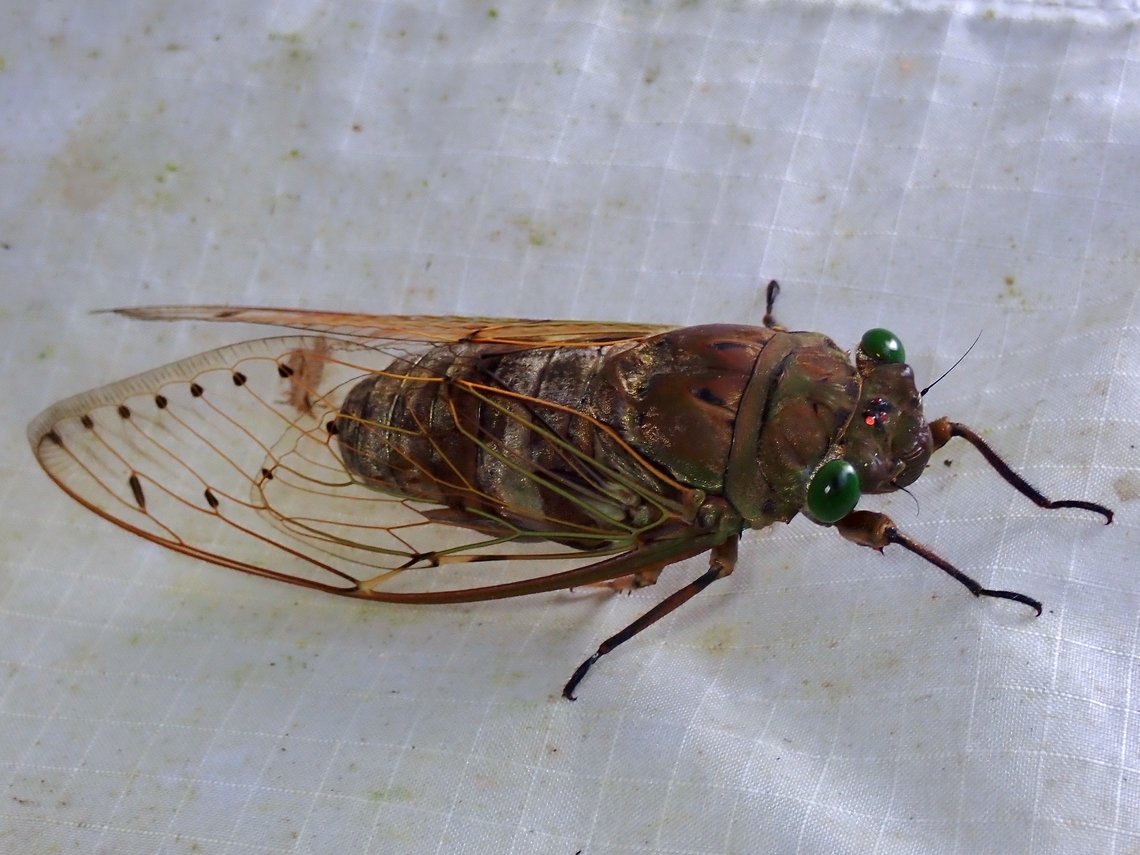 Cicada - Platylomia flavida  Cicada,Malaysia,Pahang,Platylomia flavida