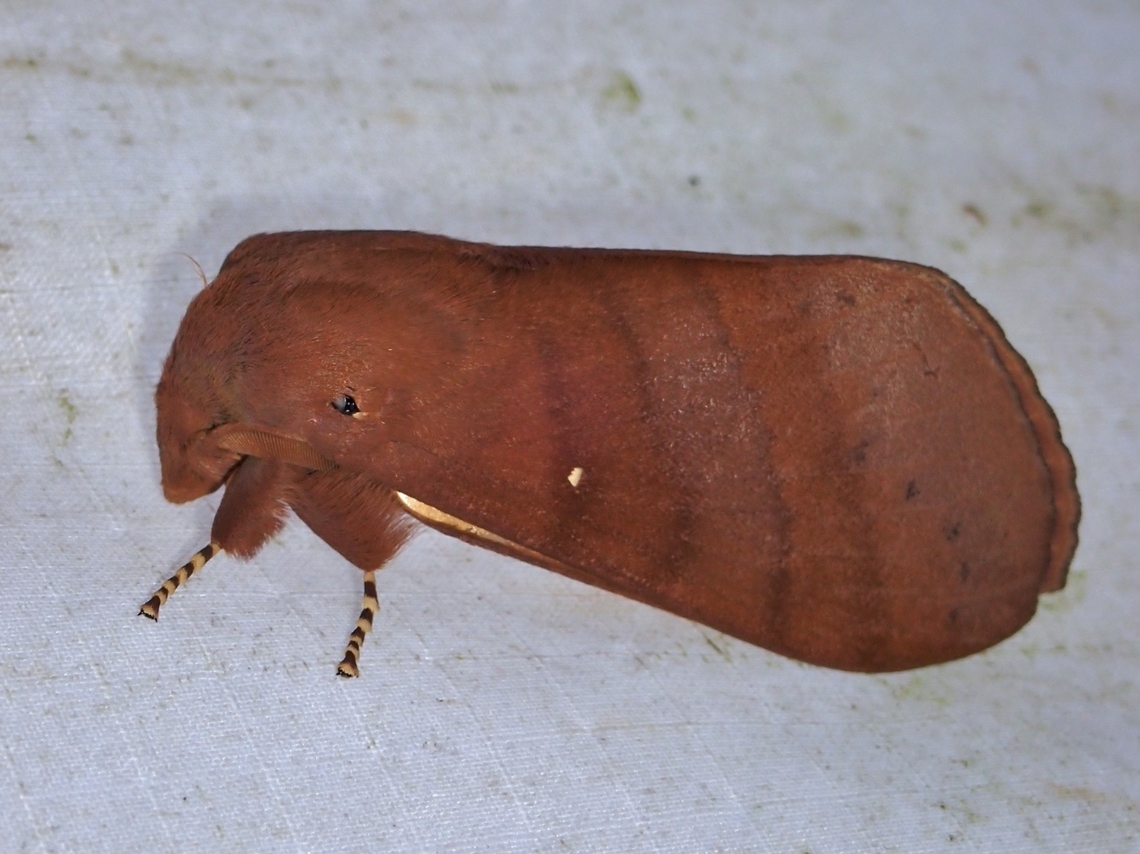 Lappet Moth - Kunugia placida  Kunugia placida,Lappet Moth,Malaysia,Moth,Pahang