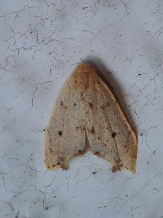 Lichen Moth - Oxacme commotoides  Lichen Moth,Malaysia,Moth,Oxacme commotoides,Pahang