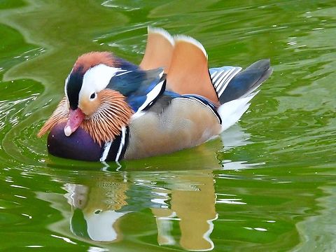 Mandarin Duck - Aix galericulata            Aix galericulata,Bird,Duck,Malaysia,Mandarin Duck,Pahang