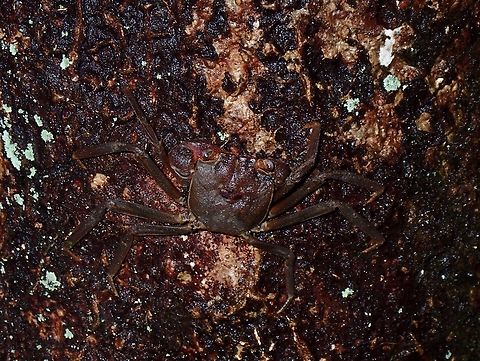 Vampire Crab - Geosesarma batak Named after local tribe - Batak Crab,Geosesarma batak,Palawan,Philippines,Vampire Crab