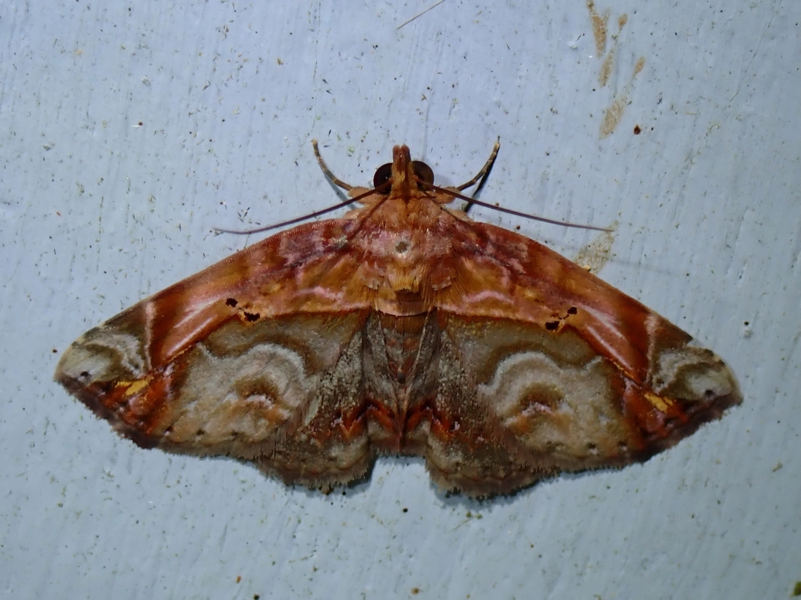 Moth - Eugnathia pulcherrima  Eugnathia pulcherrima,Malaysia,Moth,Pahang