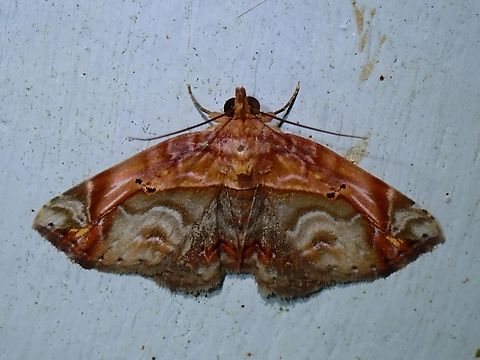 Moth - Eugnathia pulcherrima  Eugnathia pulcherrima,Malaysia,Moth,Pahang
