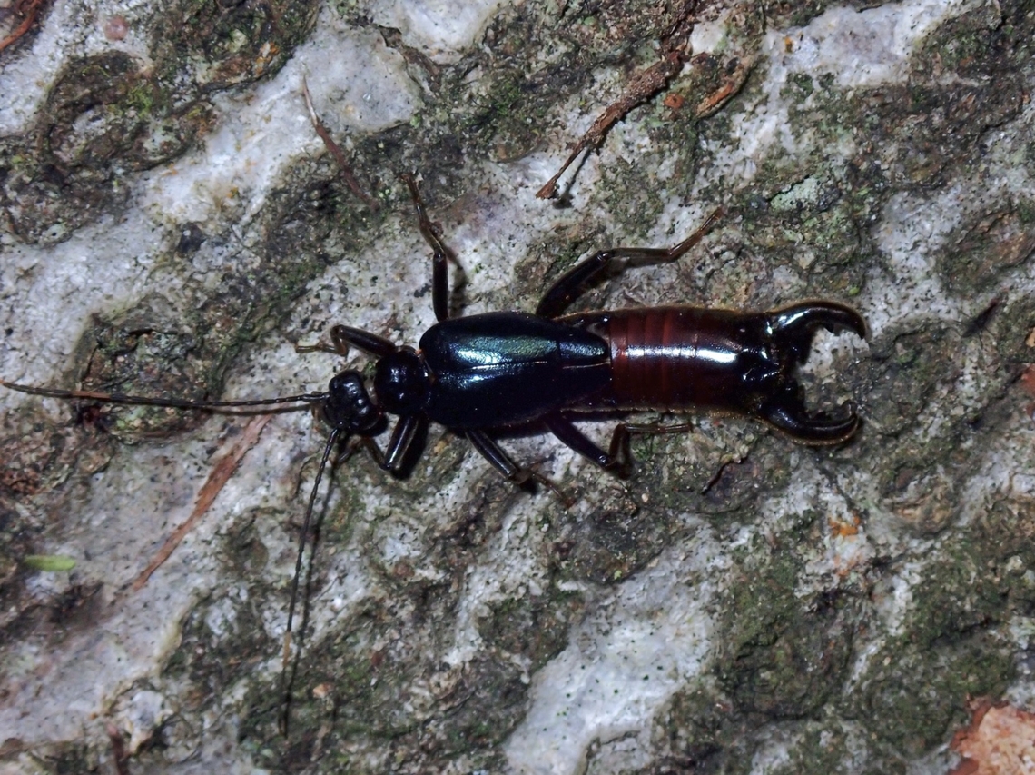 Black Earwig - Adiathetus shelfordi  Adiathetus shelfordi,Black Earwig,Earwig,Malaysia,Sabah