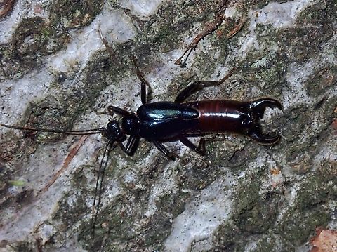 Adiathetus shelfordi