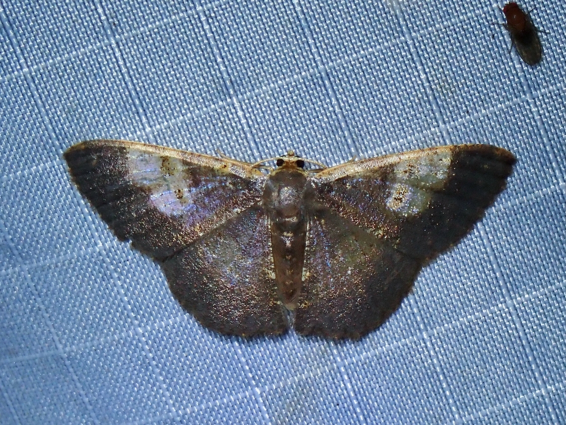 Moth - Peratophyga venetia  Malaysia,Moth,Pahang,Peratophyga venetia