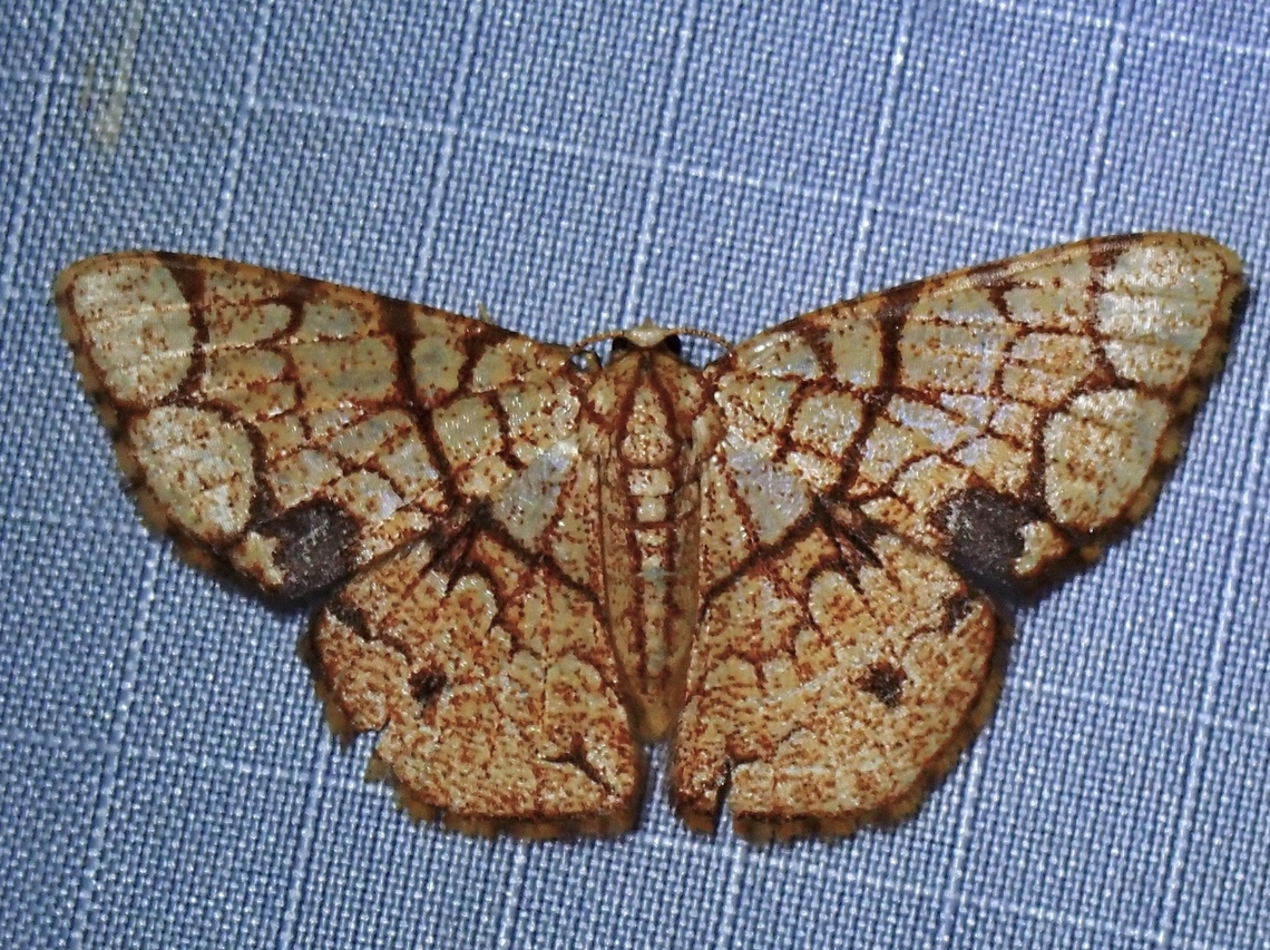 Moth - Heterostegane subtessellata 3x Heterostegane subtessellata,Malaysia,Moth,Pahang