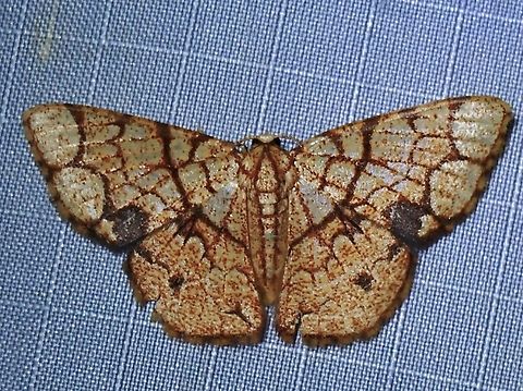 Moth - Heterostegane subtessellata 3x Heterostegane subtessellata,Malaysia,Moth,Pahang