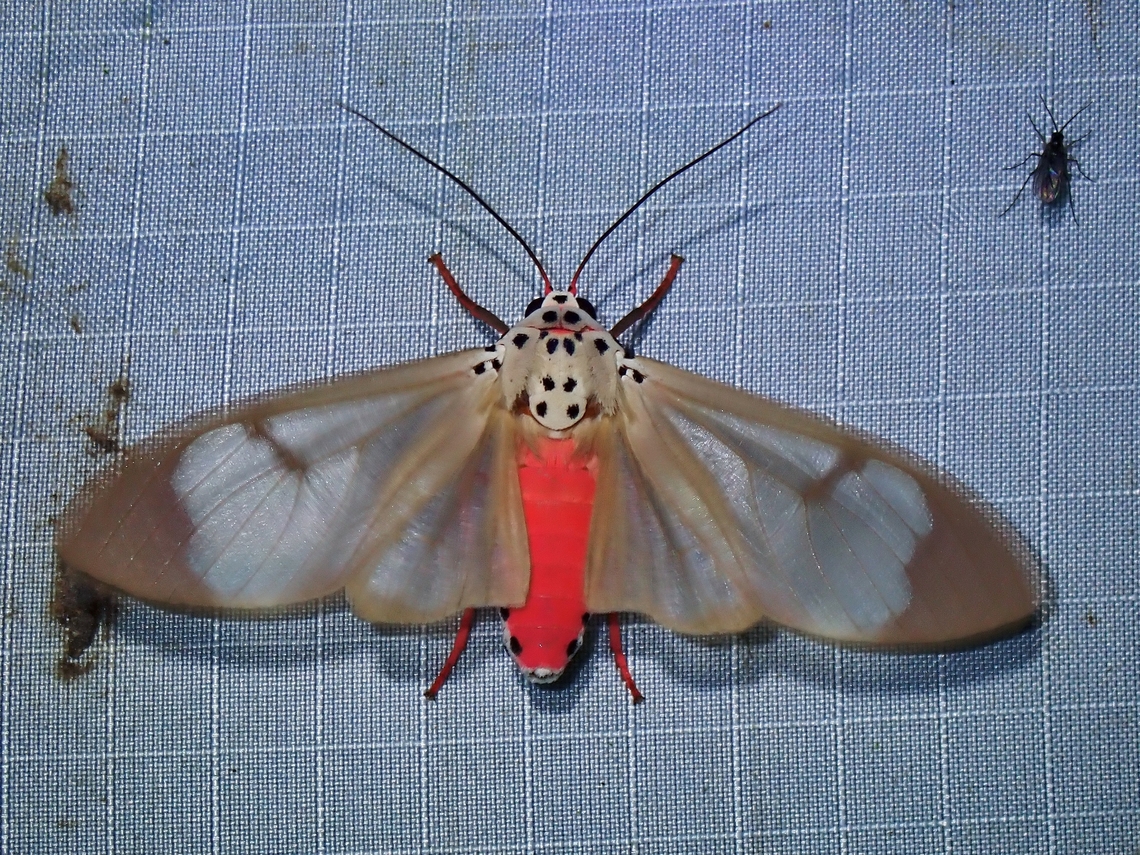 Tiger Moth - Amerila omissa  Amerila omissa,Malaysia,Moth,Pahang,Tiger Moth
