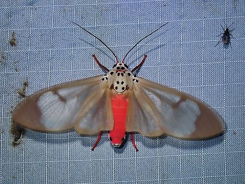 Tiger Moth - Amerila omissa Amerila omissa,Malaysia,Moth,Pahang,Tiger Moth