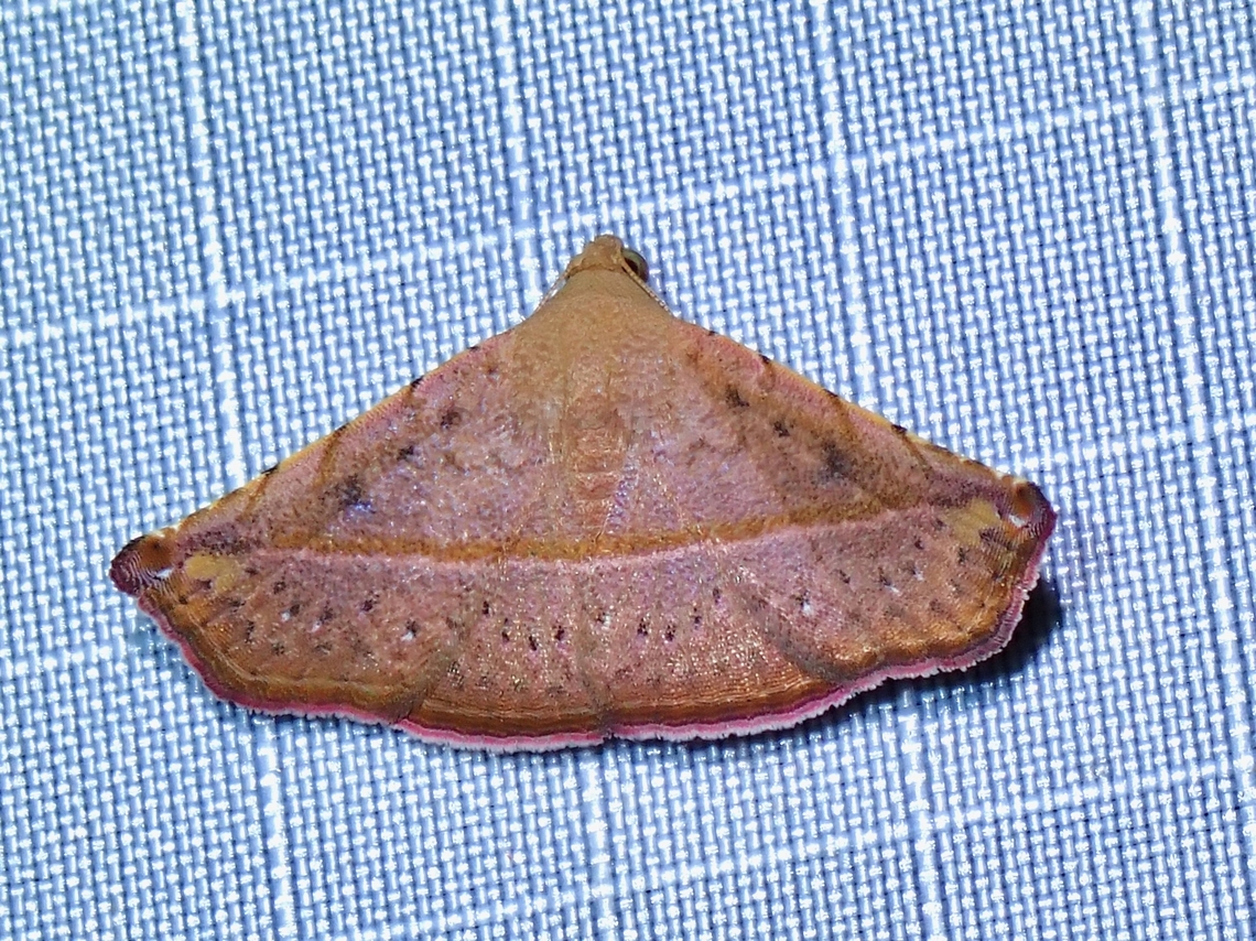 Moth - Eublemma quadripunctata  Eublemma quadripunctata,Malaysia,Moth,Pahang