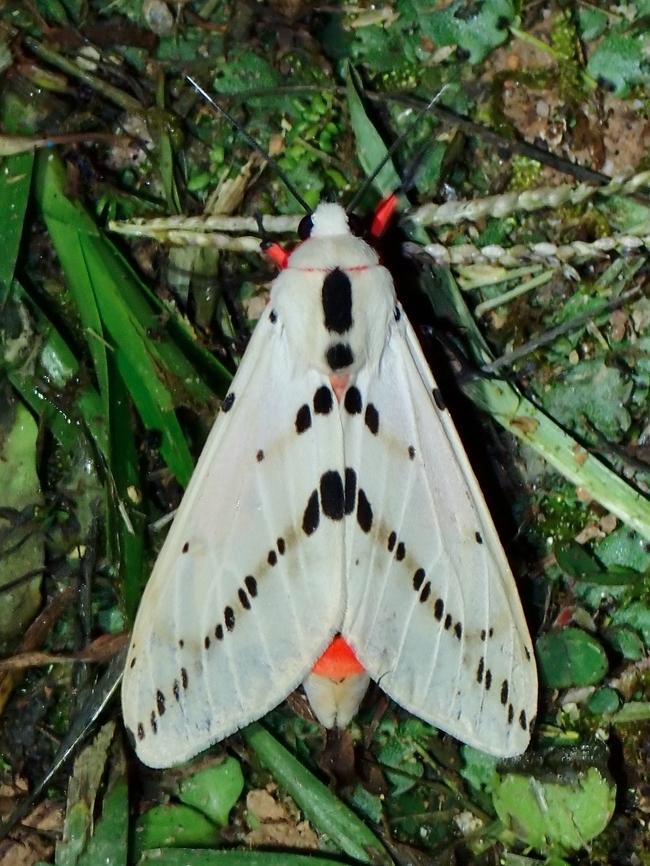 Moth - Spilarctia hypogopa x2 Malaysia,Moth,Pahang,Spilarctia hypogopa
