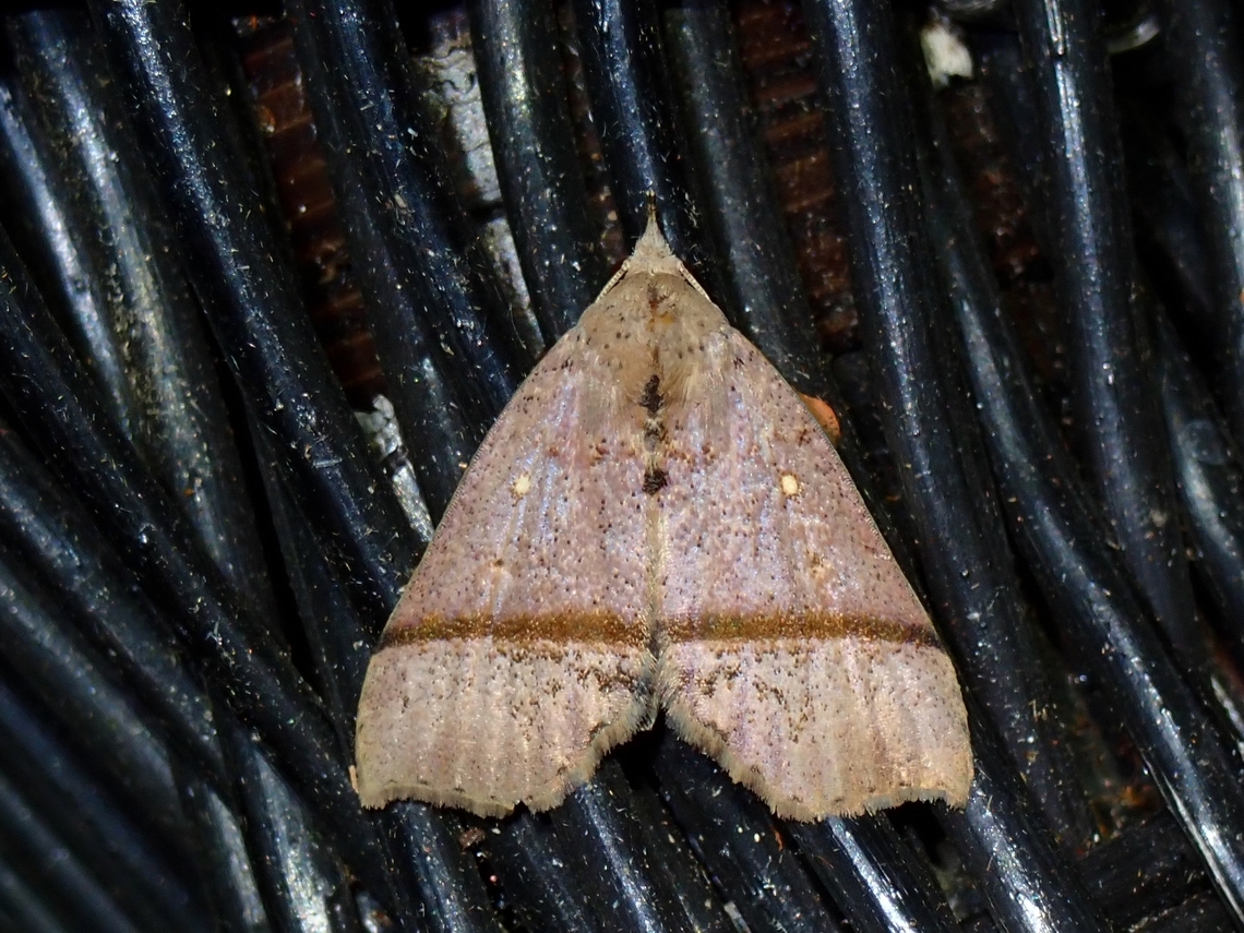 Litter Moth - Hepatica doda  Hepatica doda,Litter Moth,Malaysia,Moth,Pahang