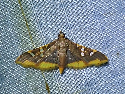 Pearl Moth - Prophantis adusta  Malaysia,Moth,Pahang,Pearl Moth,Prophantis adusta