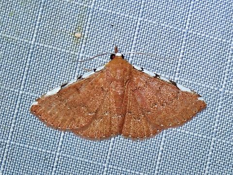 Moth - Corgatha niveicosta Corrected ID - Corgatha niveicosta previously identified as Corgatha implexata Corgatha niveicosta,Malaysia,Moth,Pahang