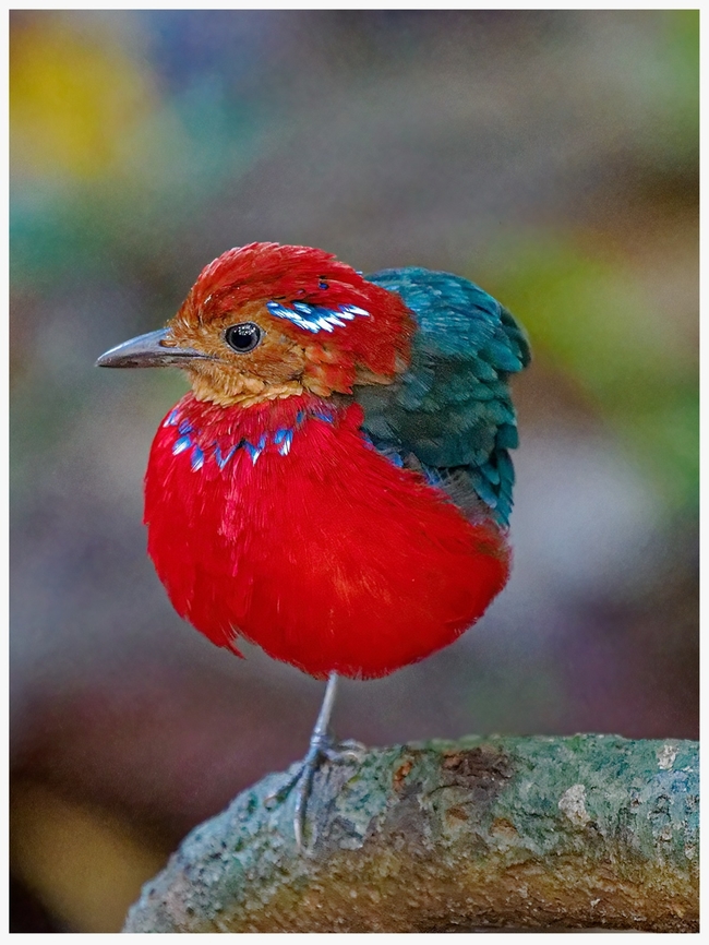 One-Legged Bird?  Bird,Blue-Banded Pitta,Erythropitta arquata,Malaysia,Pitta,Sabah