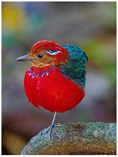One-Legged Bird?  Bird,Blue-Banded Pitta,Erythropitta arquata,Malaysia,Pitta,Sabah