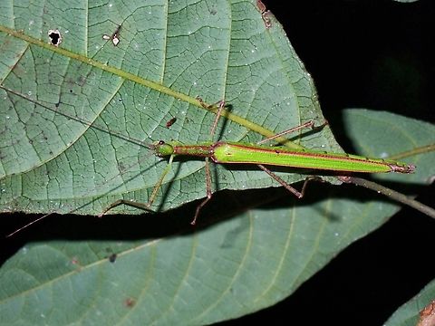 Stick Insect - Korinnis errans x2 Korinnis errans,Malaysia,Phasmatodea,Phasmid,Phasmida,Sabah,Stick Insect